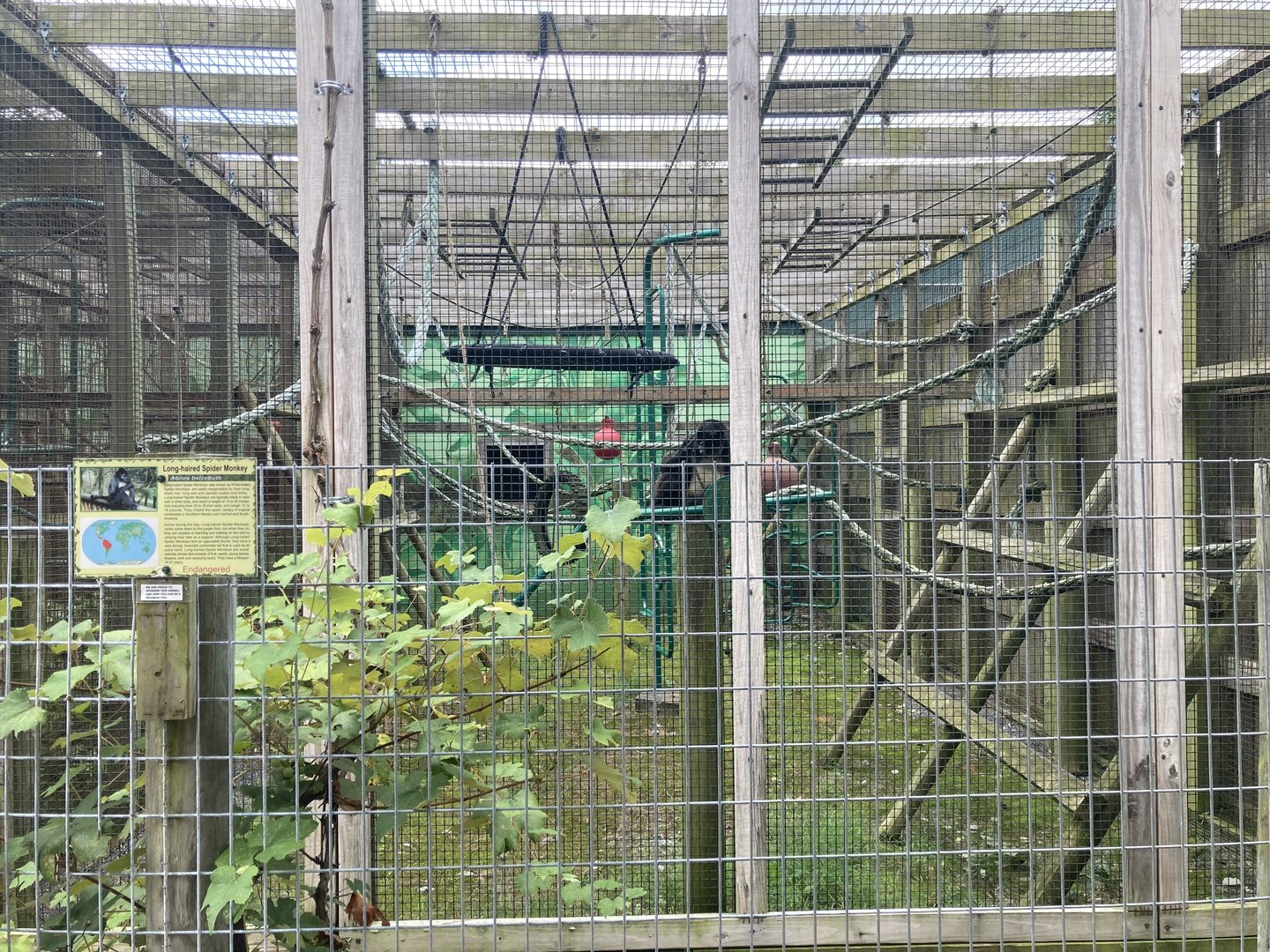 Long Haired / White Bellied Spider Monkey exhibit
