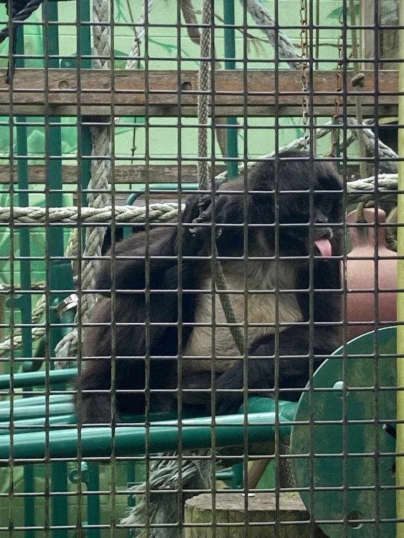 Long Haired / White Bellied Spider Monkey