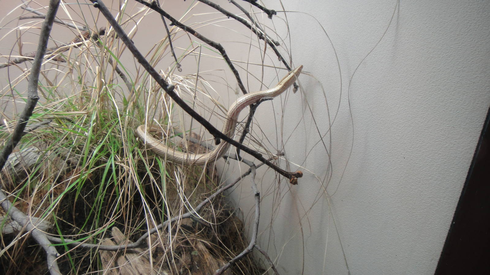 Long-headed scaly-foot at Bronx zoo 2014-12-29