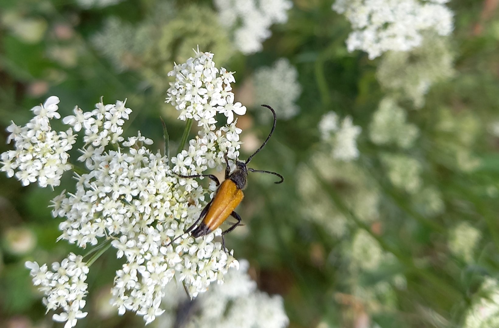 Long-horned beetle - Stictoleptura ( Paracorymbia ) fulva