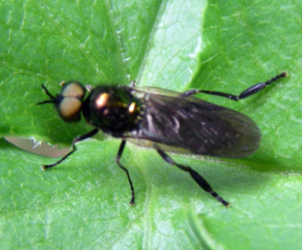 Long-horned Black Legionnaire (Beris geniculata)