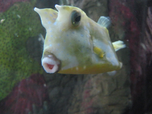Long-Horned Cowfish 2015