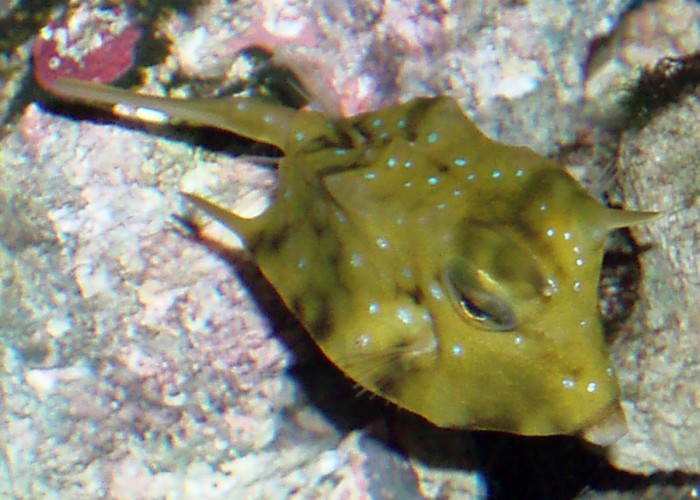 Long-horned Cowfish (Lactoria cornuta)