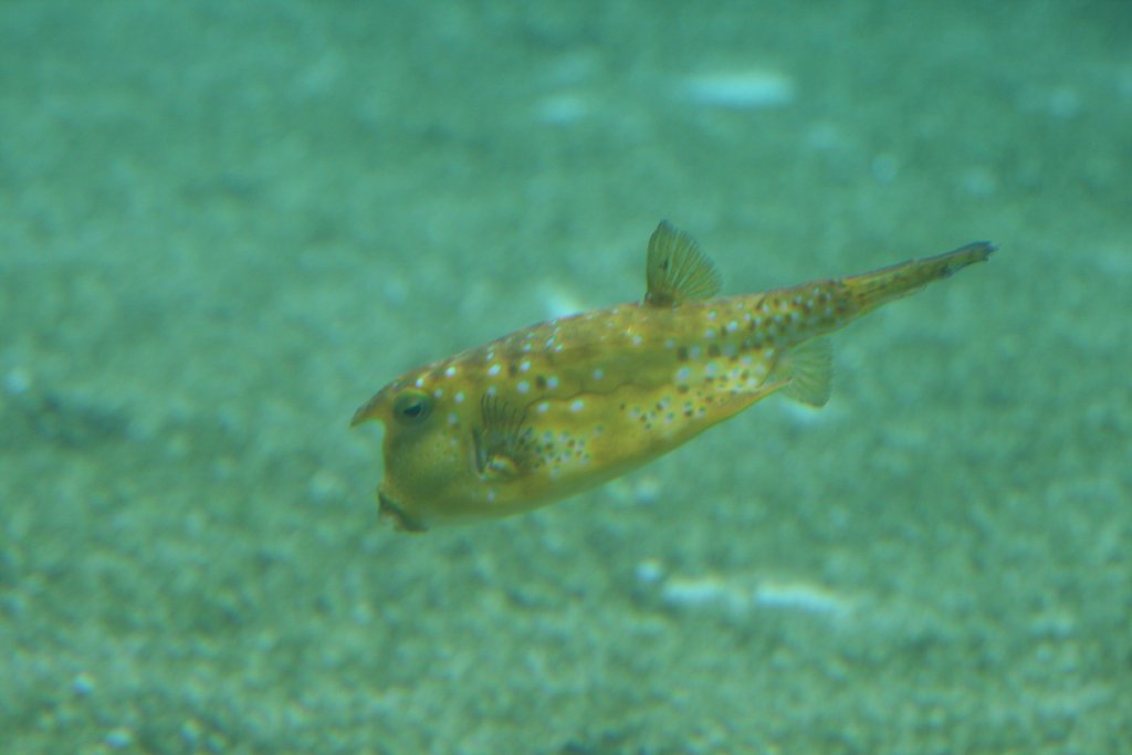 Long-horned Cowfish