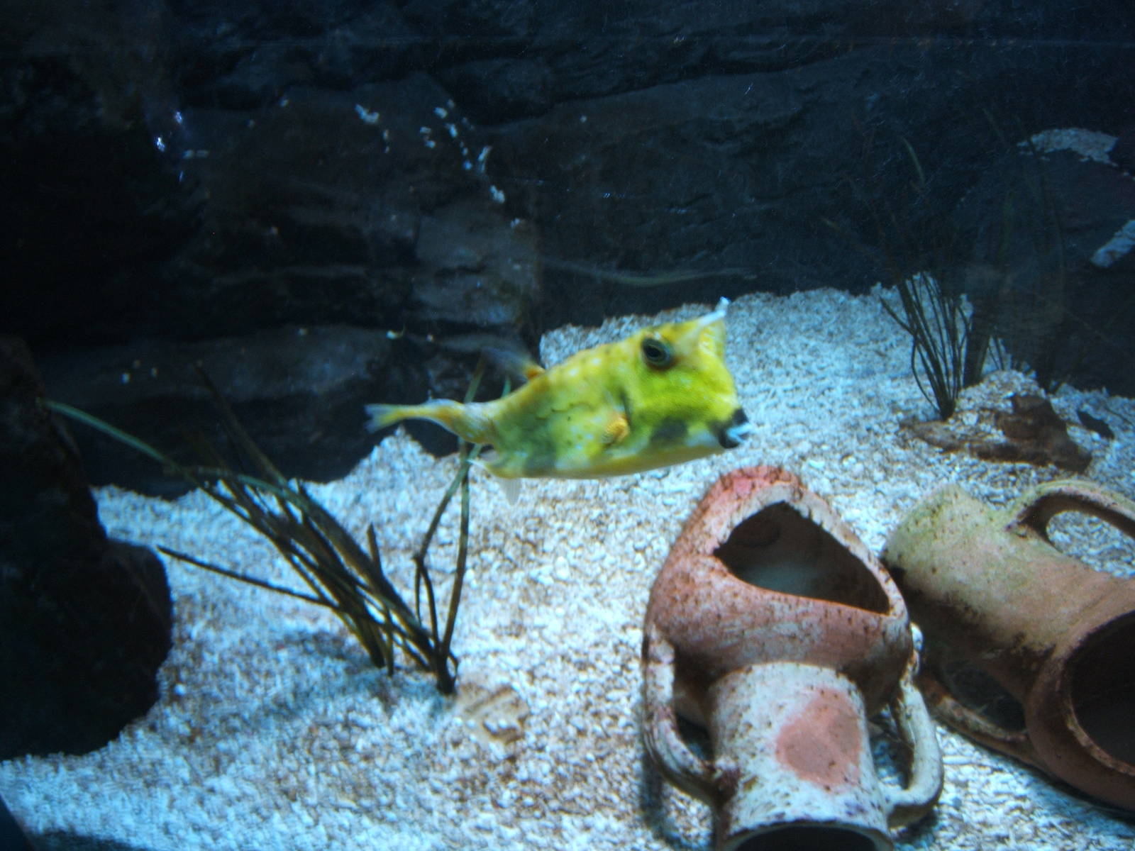 Long-horned Cowfish