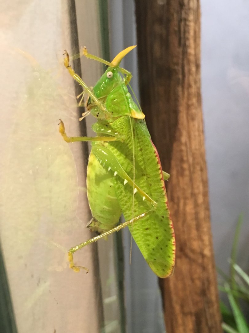 Long-Horned Katydid