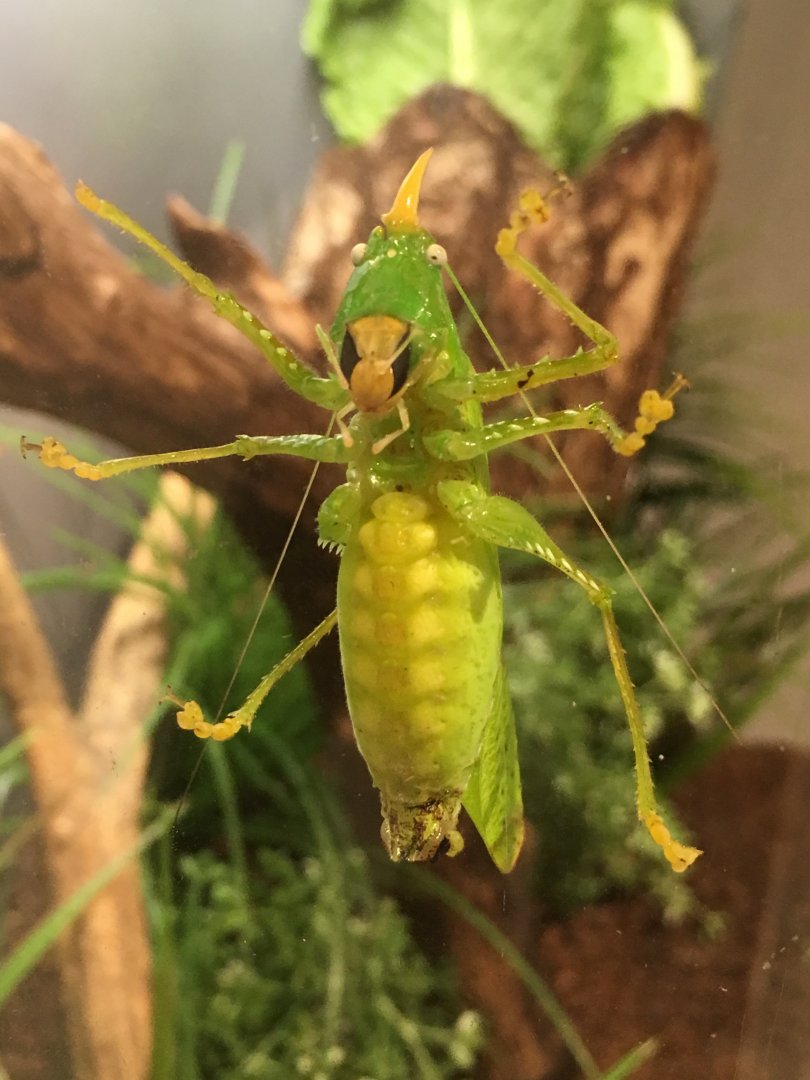 Long-Horned Katydid
