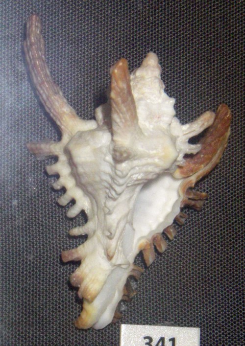 Long-horned Murex (Chicoreus damicornis)
