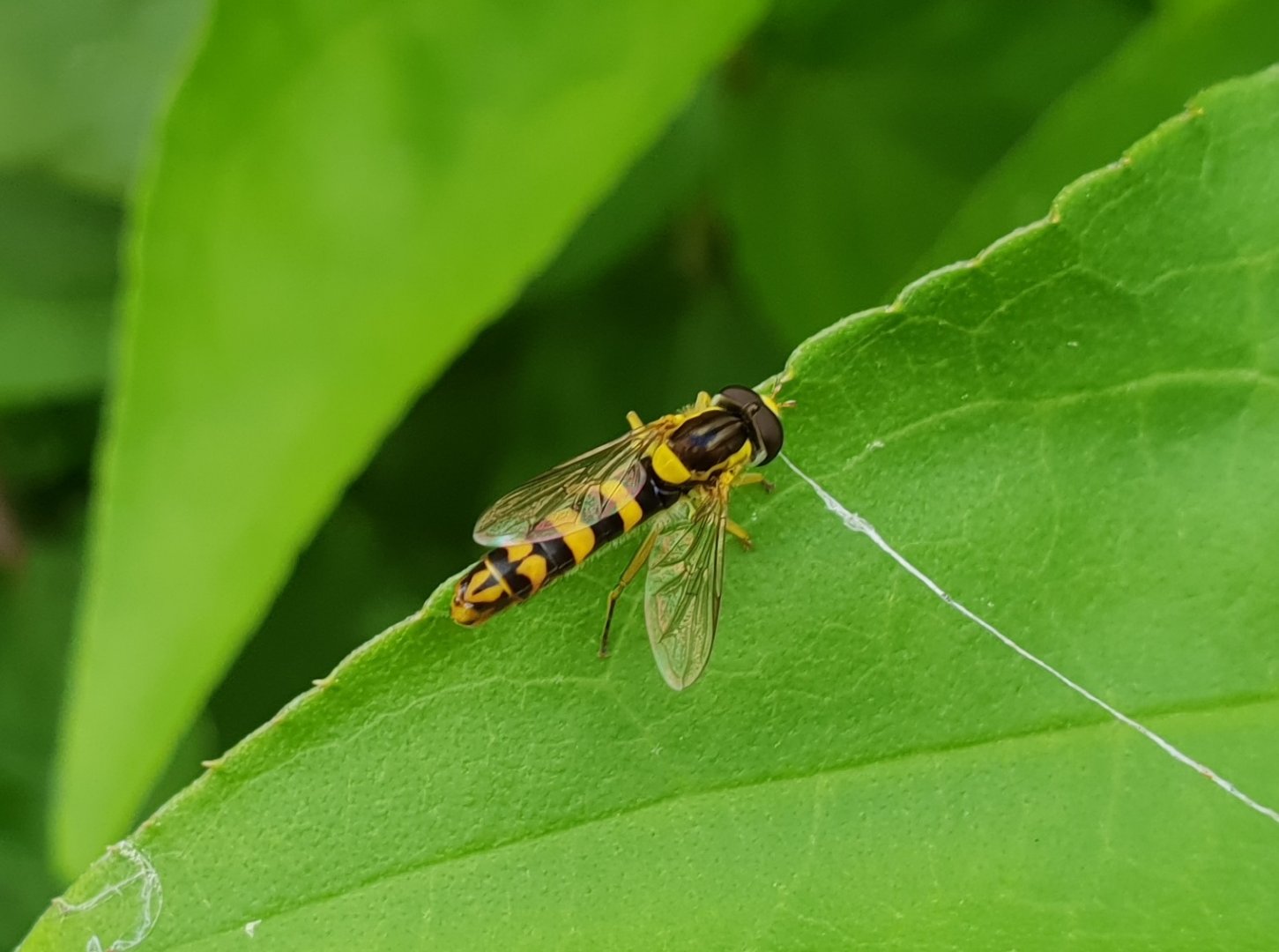 Long hoverfly - Sphaerophoria scripta