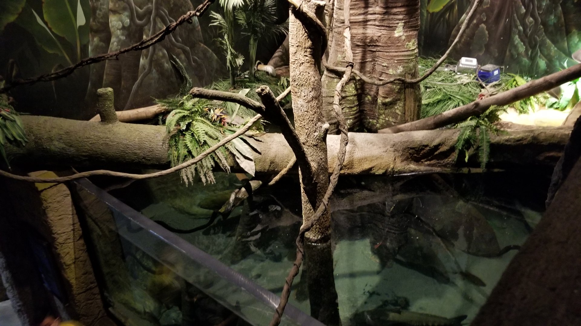Long Island Aquarium - Amazon rainforest tank from above