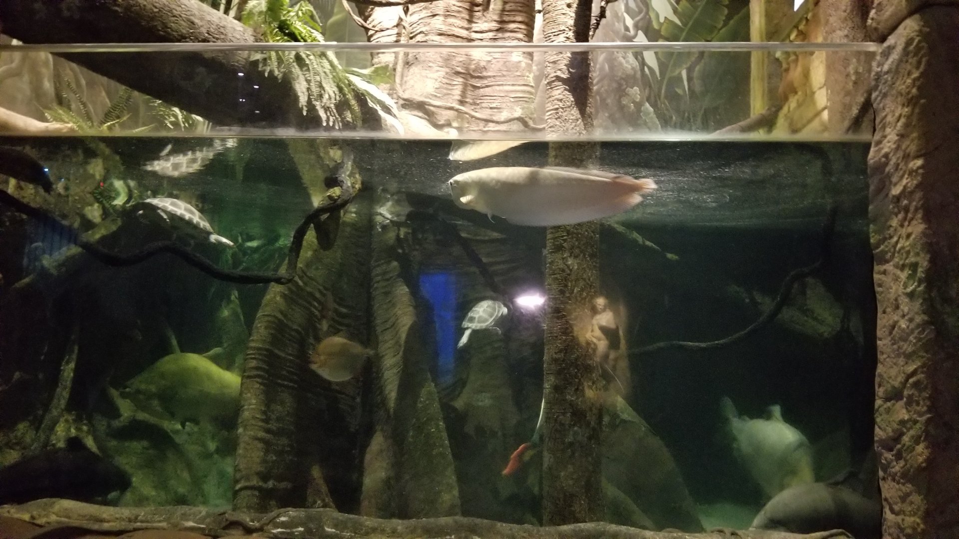 Long Island Aquarium - Amazon rainforest tank