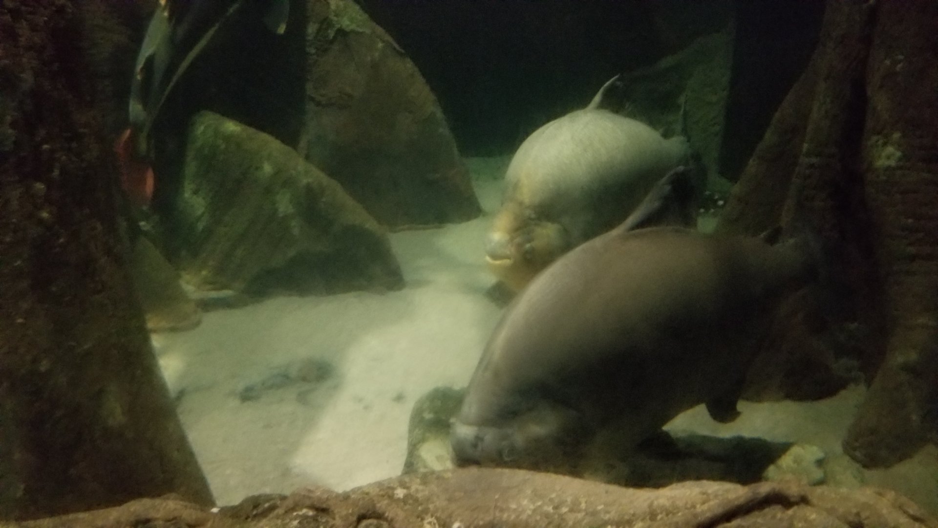 Long Island Aquarium - Amazon rainforest tank