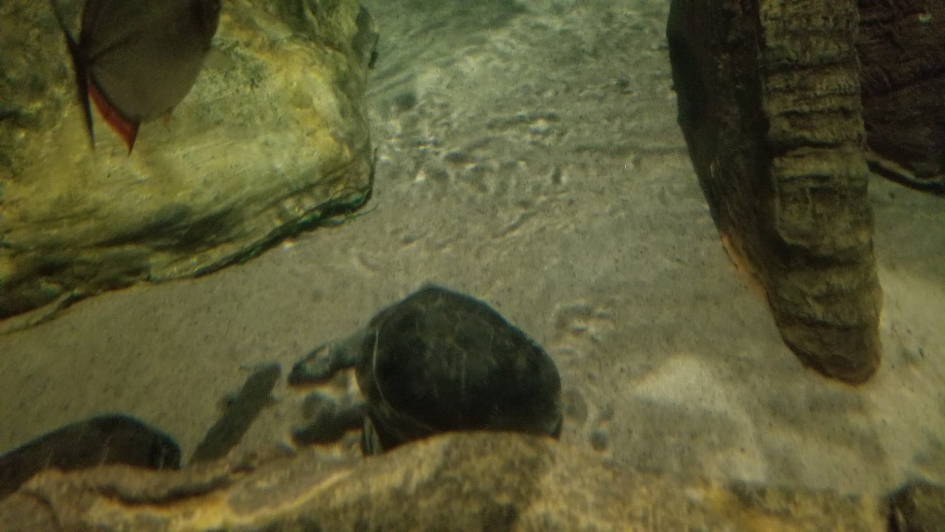 Long Island Aquarium - Amazon rainforest tank