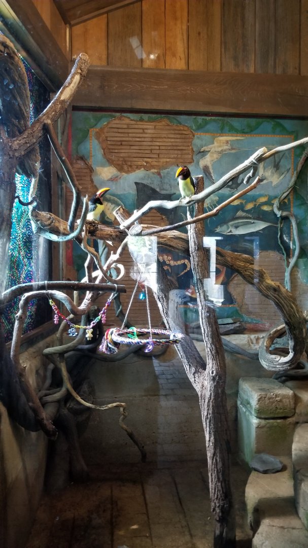 Long Island Aquarium - Ancient Reptile Ruins, green aracari