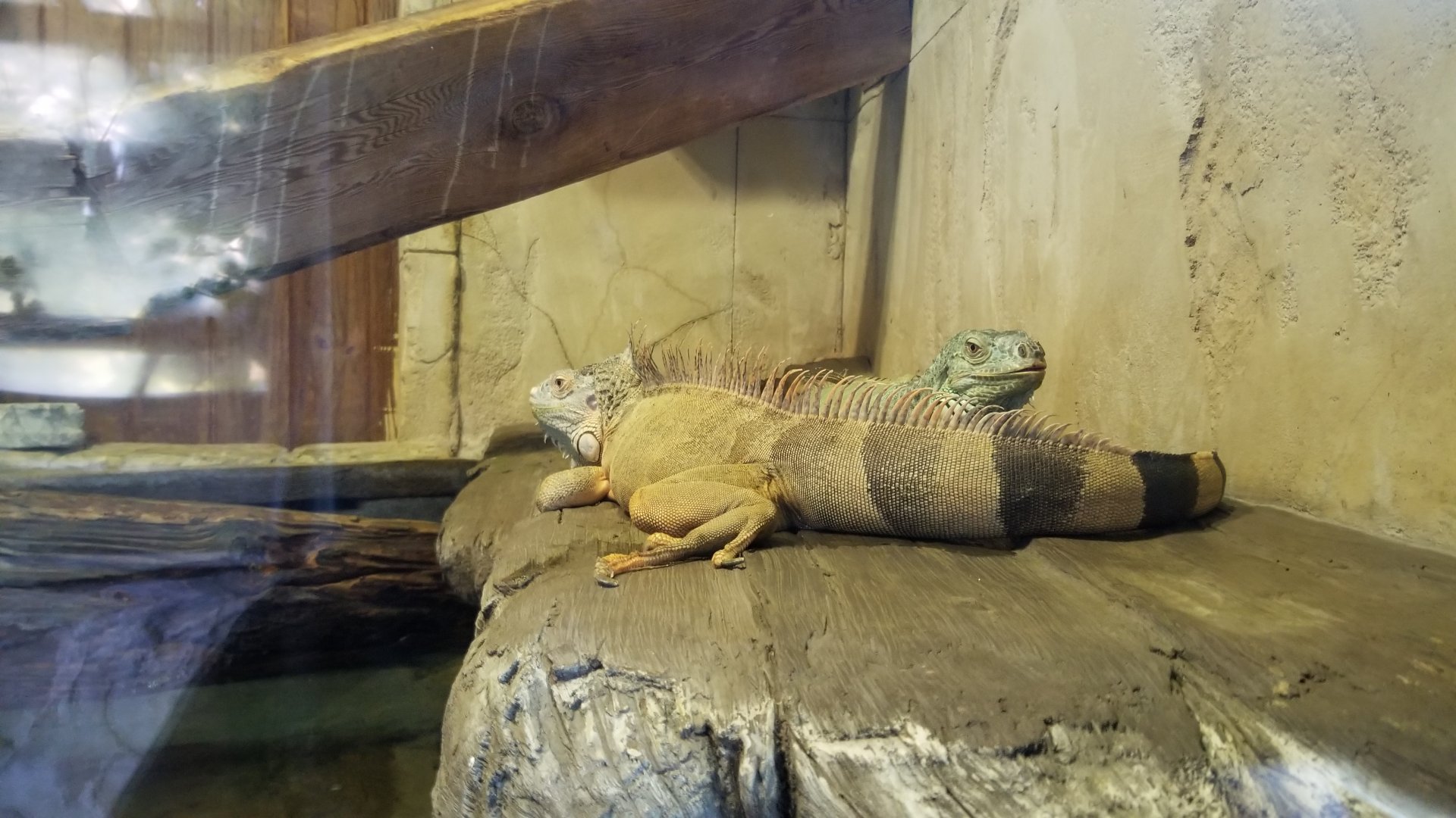 Long Island Aquarium - Ancient Reptile Ruins, Green iguanas