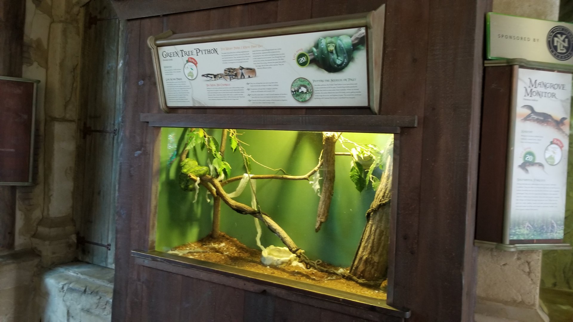 Long Island Aquarium - Ancient Reptile Ruins, Green tree pythons