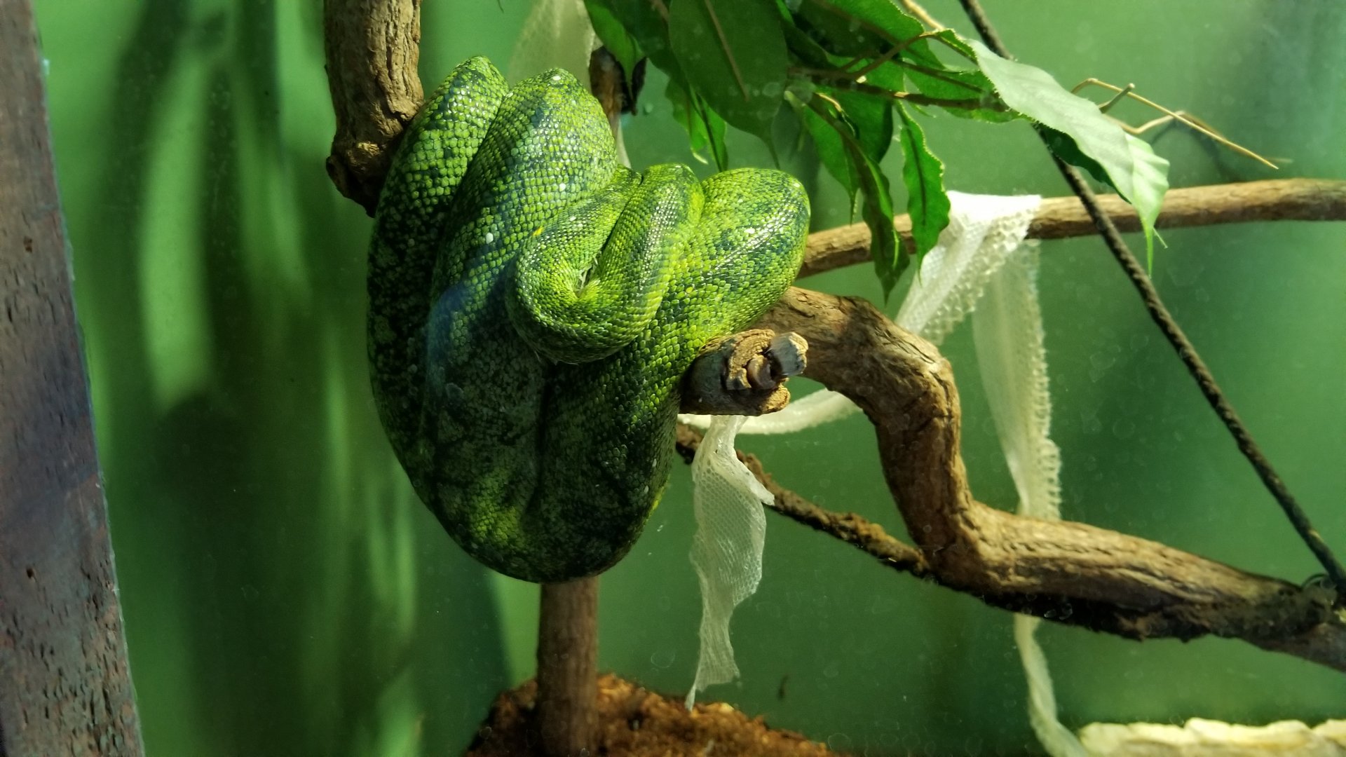 Long Island Aquarium - Ancient Reptile Ruins, Green tree pythons