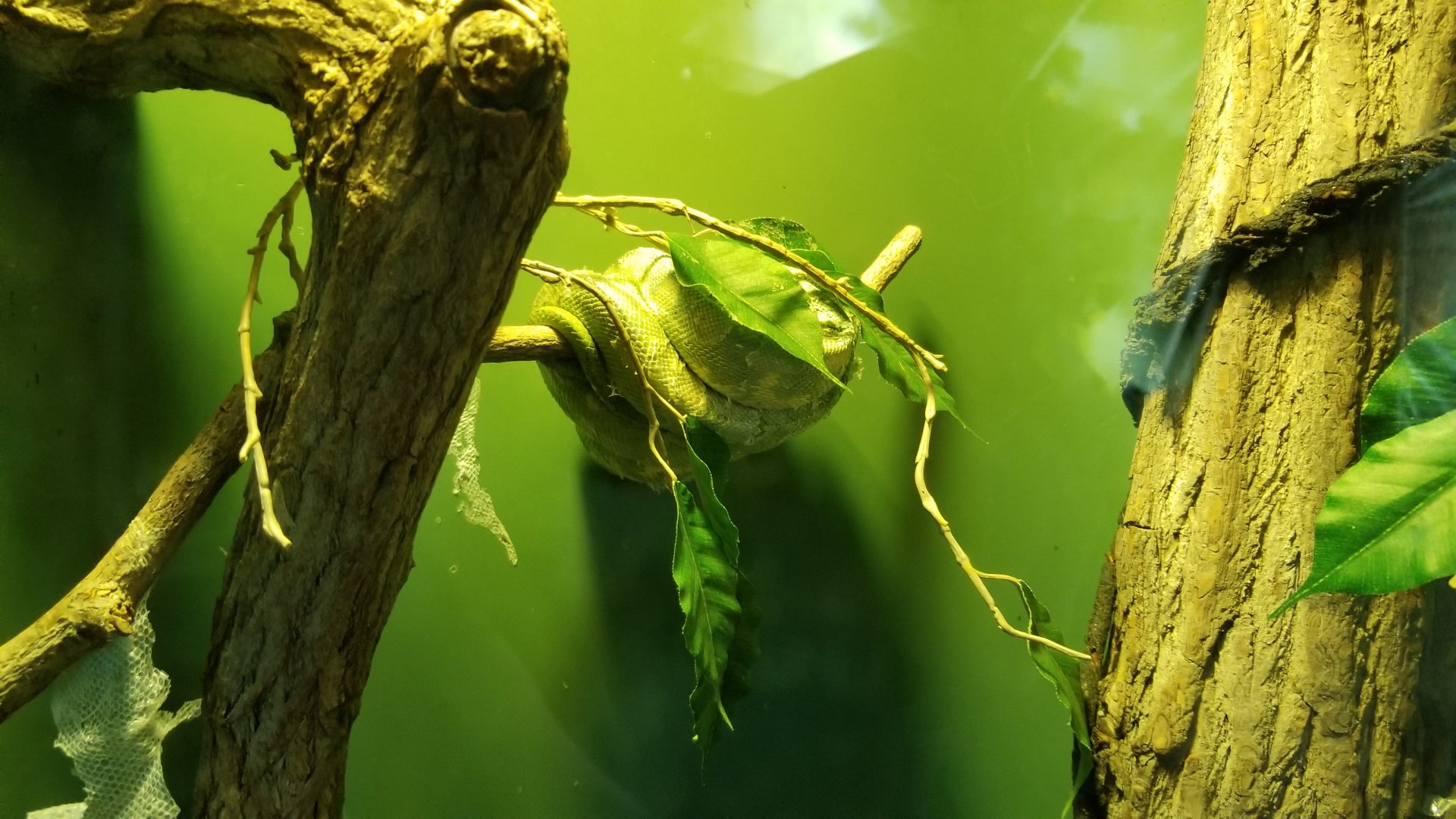 Long Island Aquarium - Ancient Reptile Ruins, Green tree pythons