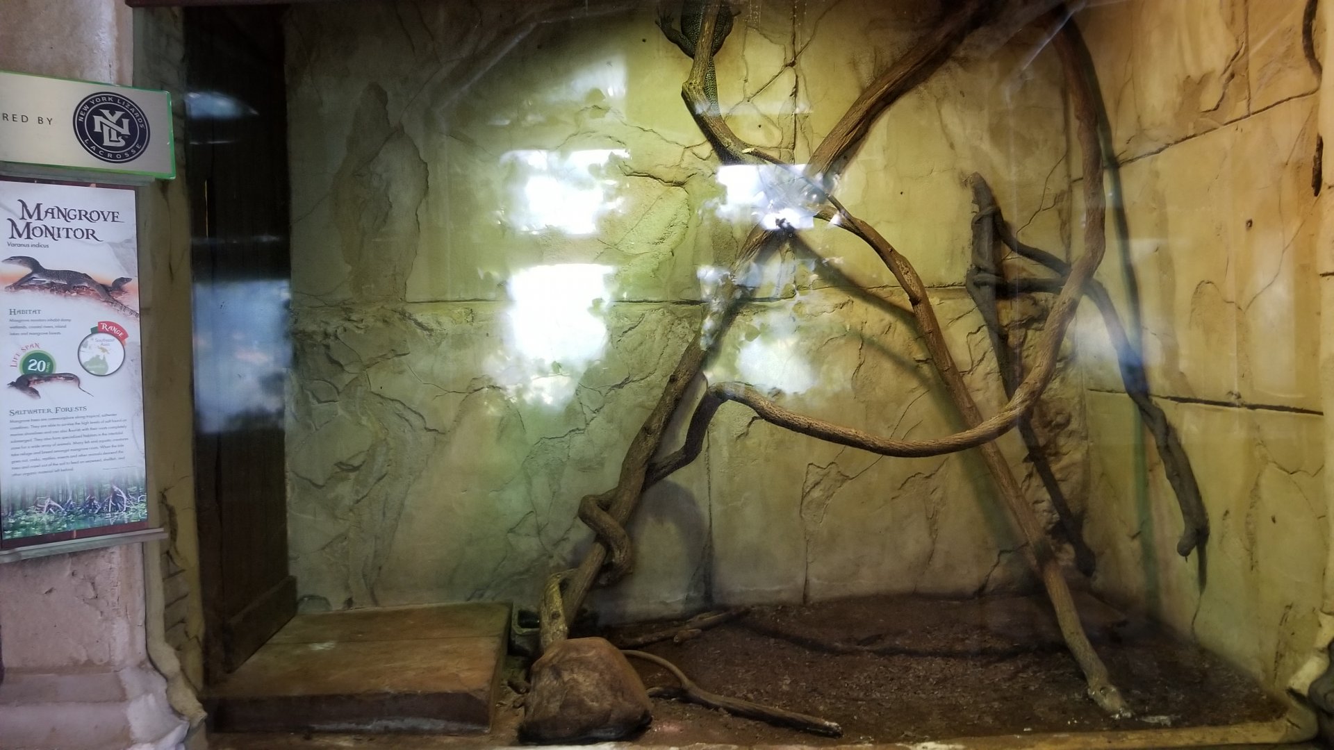 Long Island Aquarium - Ancient Reptile Ruins, Mangrove monitor