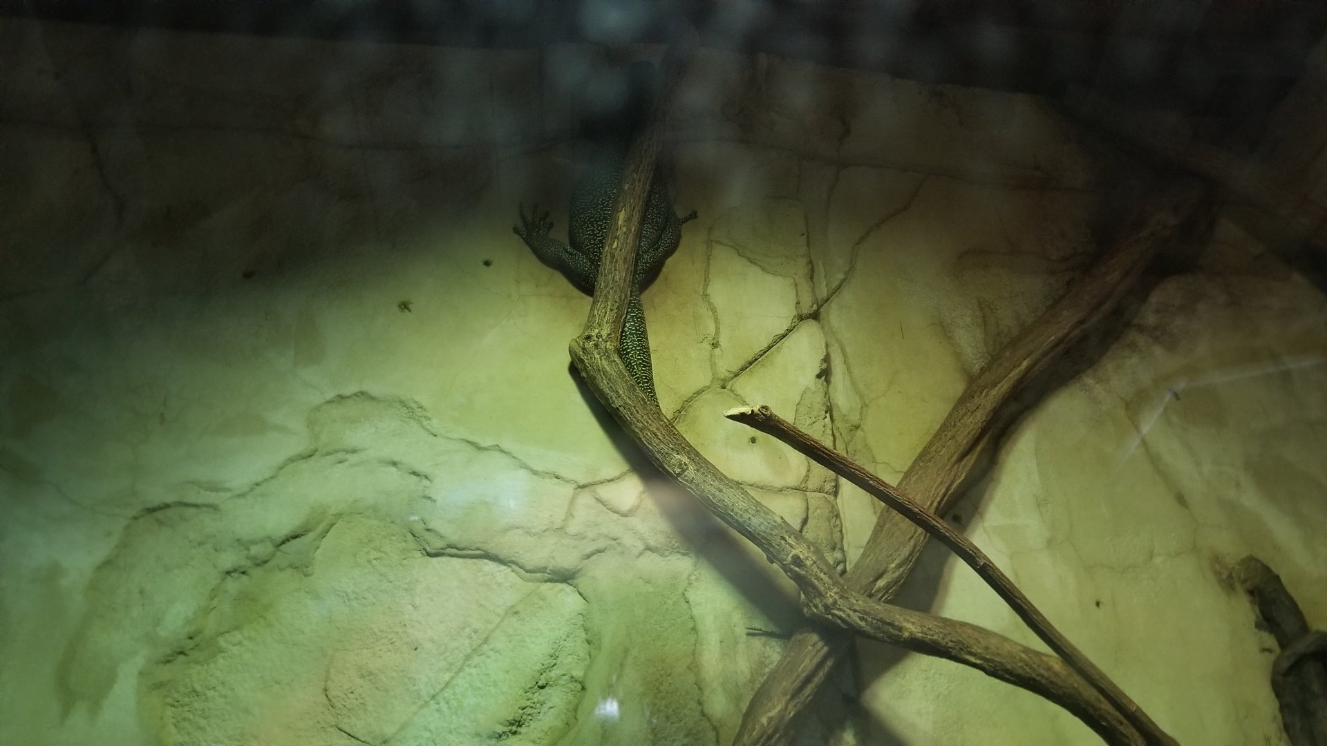 Long Island Aquarium - Ancient Reptile Ruins, Mangrove monitor