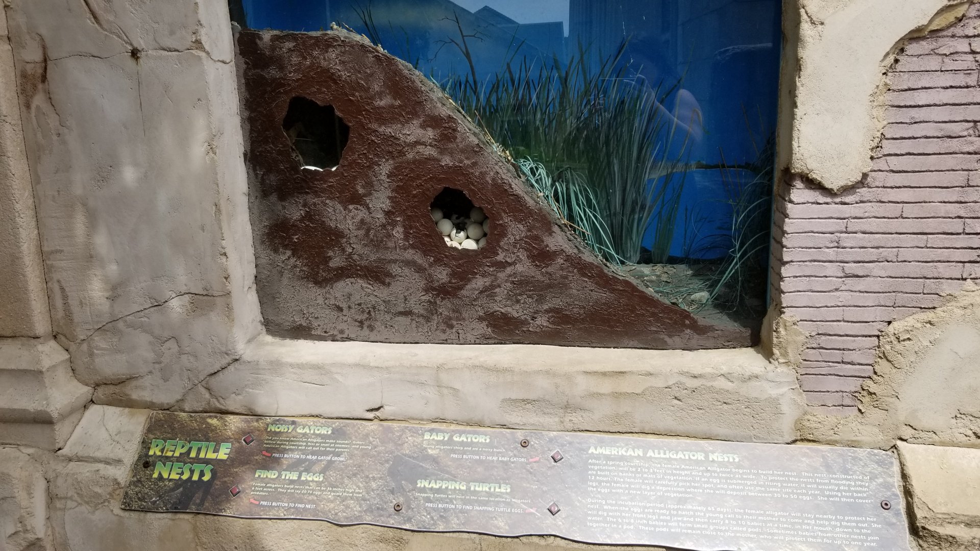 Long Island Aquarium - Ancient Reptile Ruins, nest display outside