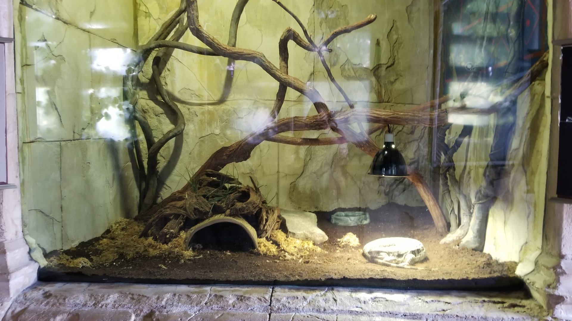 Long Island Aquarium - Ancient Reptile Ruins, unsigned monitor