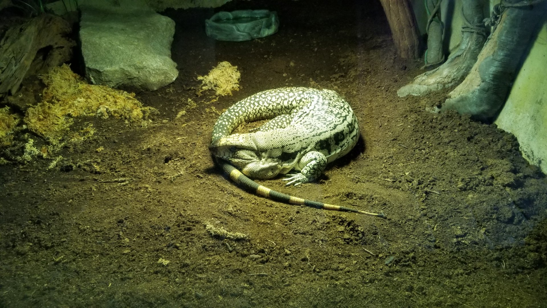 Long Island Aquarium - Ancient Reptile Ruins, unsigned monitor