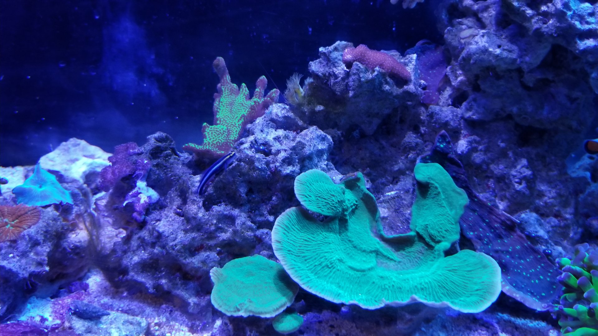 Long Island Aquarium - Aquaculture tank