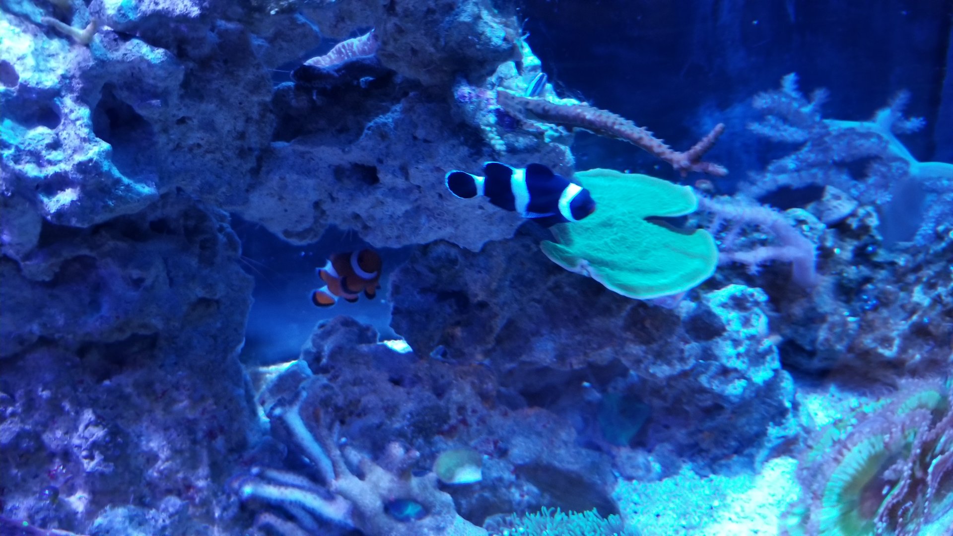 Long Island Aquarium - Aquaculture tank