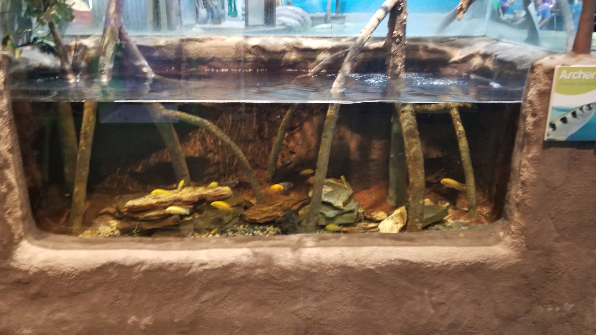 Long Island Aquarium - Archer fish