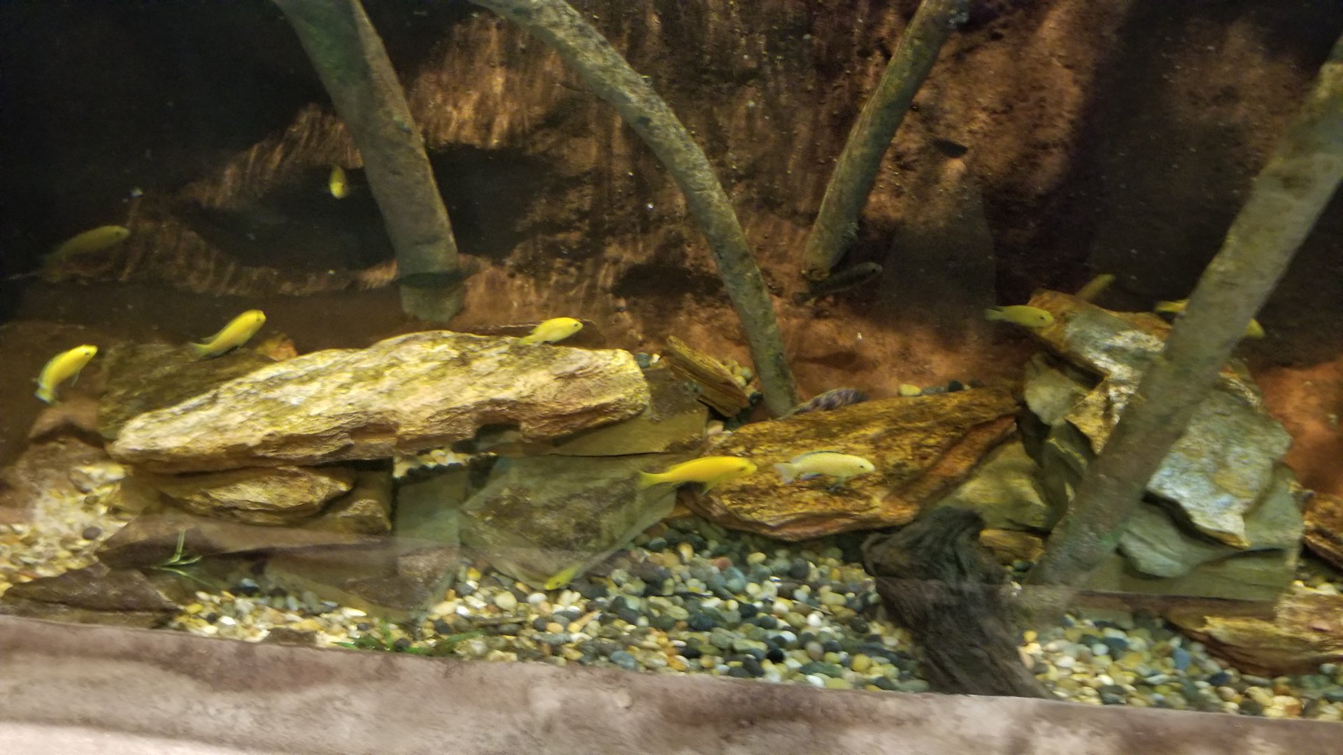 Long Island Aquarium - Archer fish