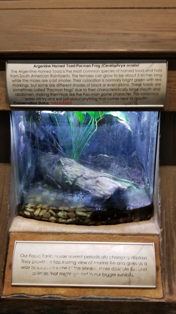 Long Island Aquarium - Argentine horned frog