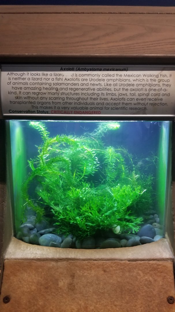 Long Island Aquarium - Axolotl