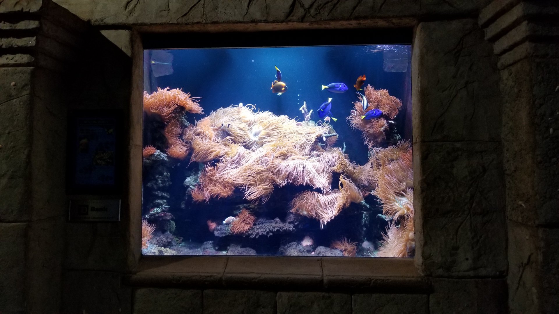 Long Island Aquarium - Best Buddies tank