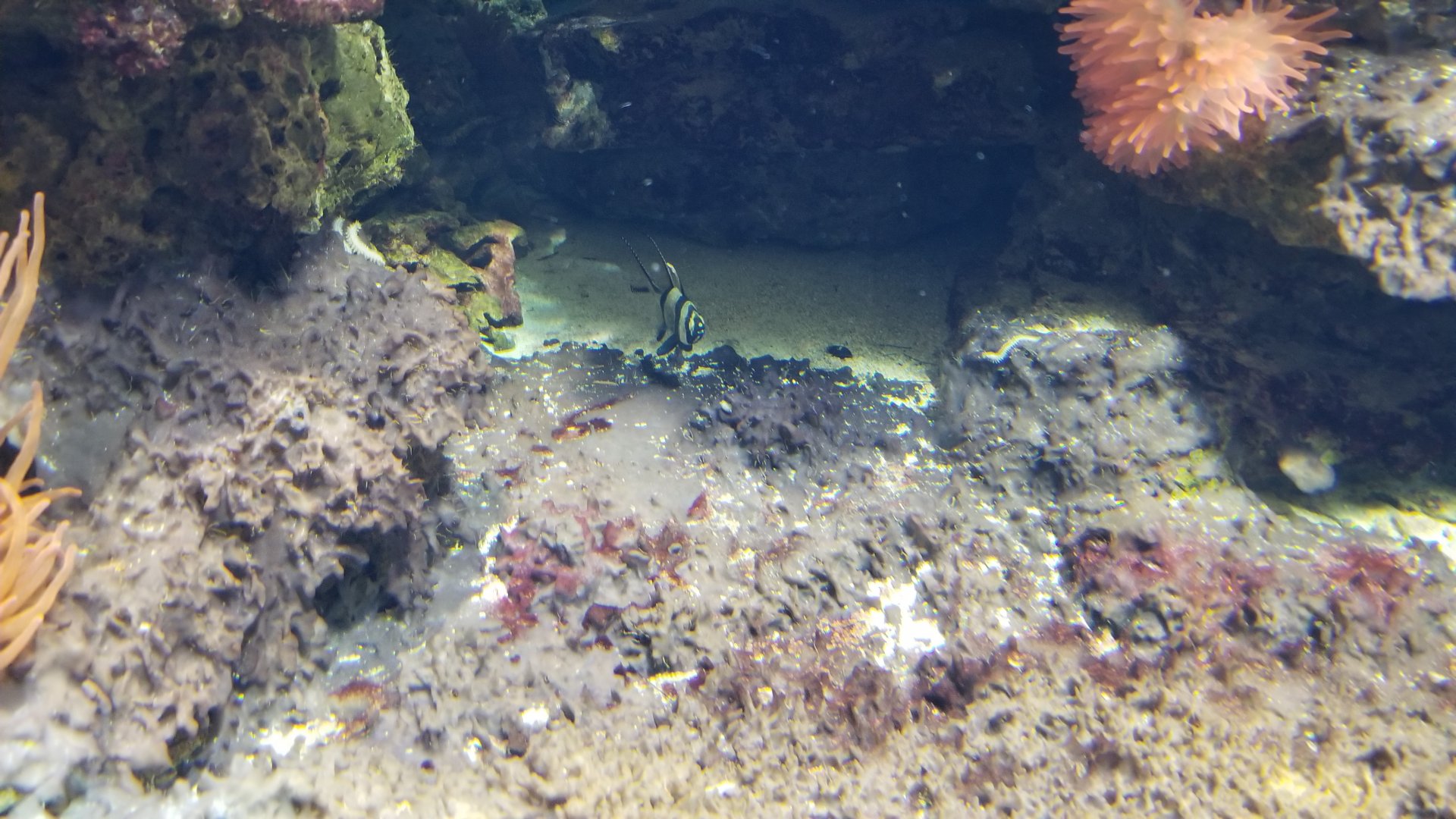 Long Island Aquarium - Best Buddies tank