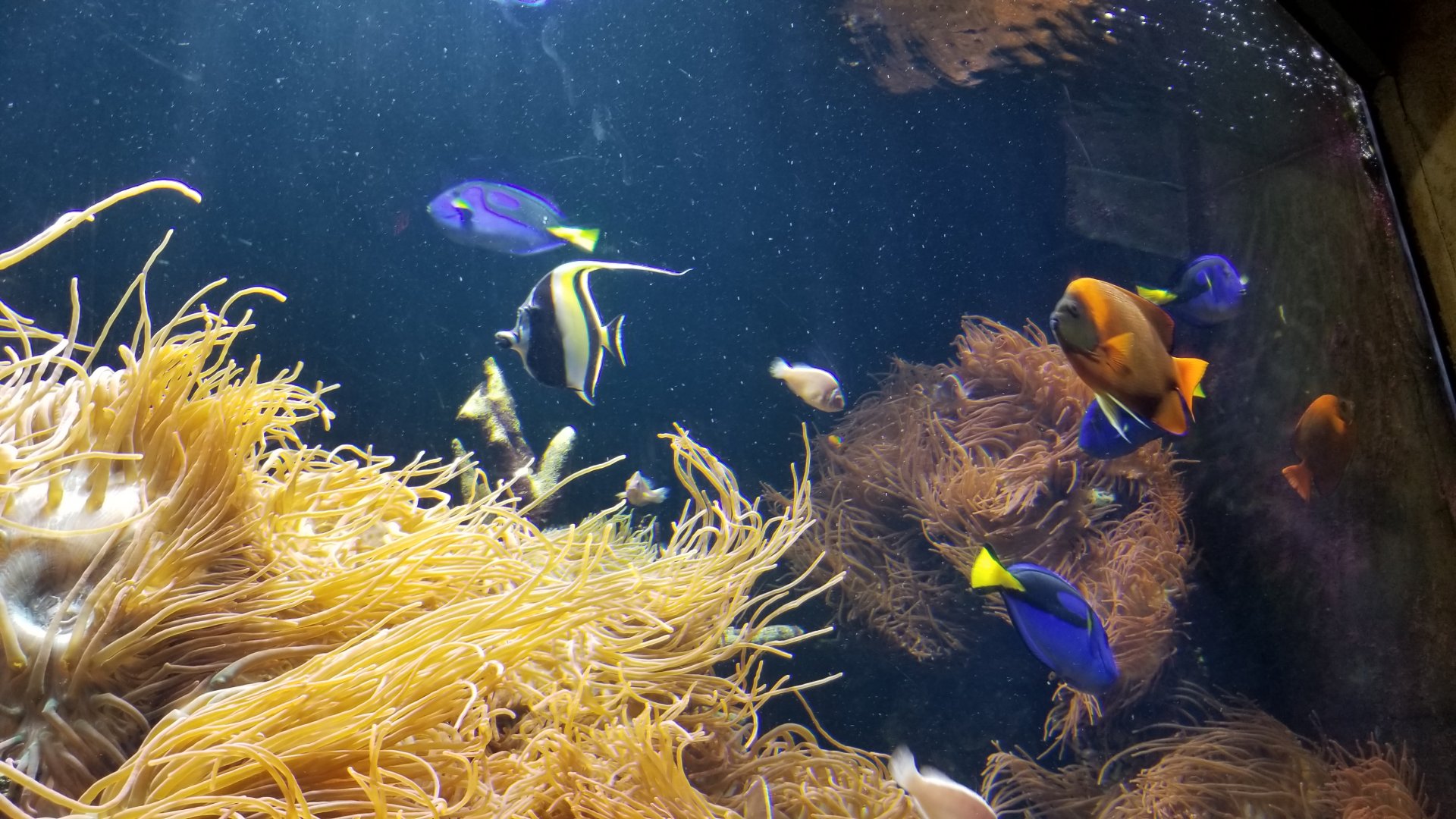 Long Island Aquarium - Best Buddies tank