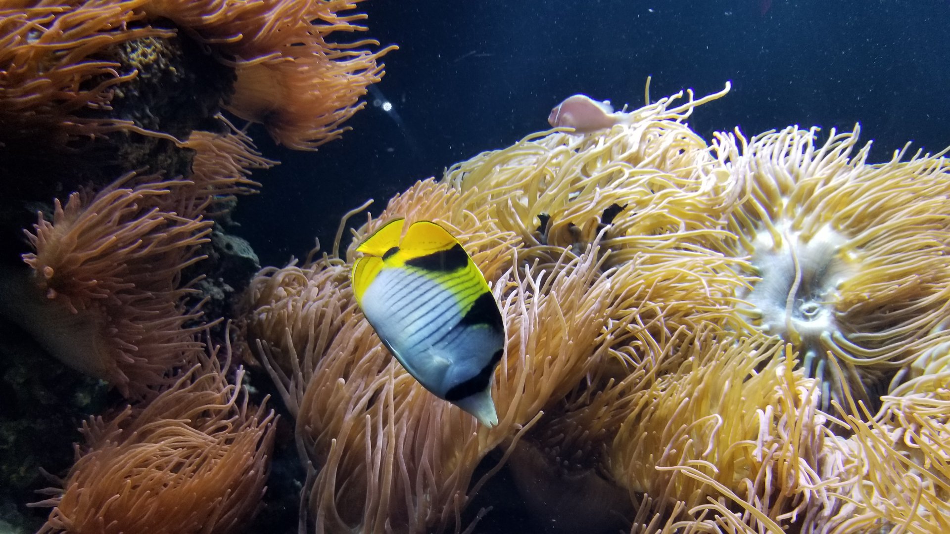 Long Island Aquarium - Best Buddies tank