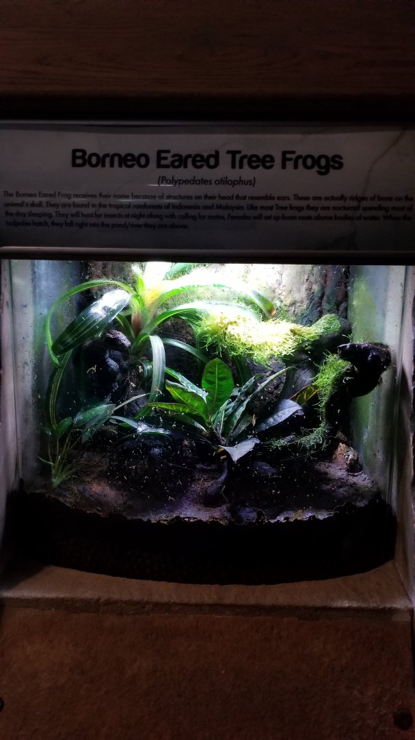 Long Island Aquarium - Borneo eared treefrog