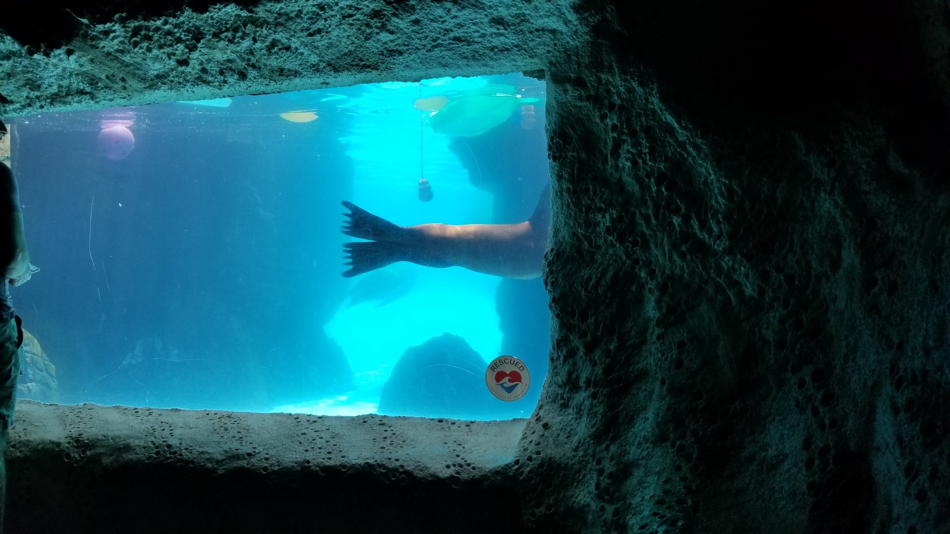 Long Island Aquarium - CA sea lion underwater viewing