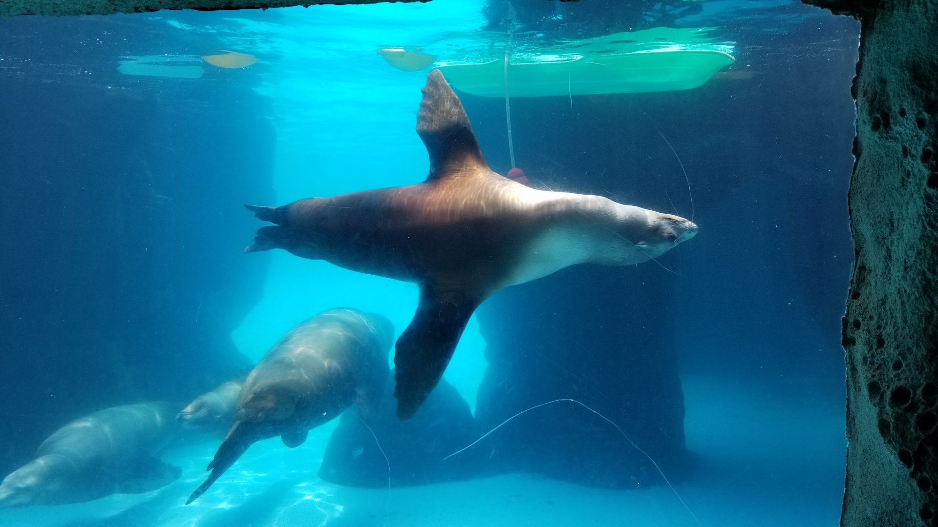 Long Island Aquarium - CA sea lion underwater viewing