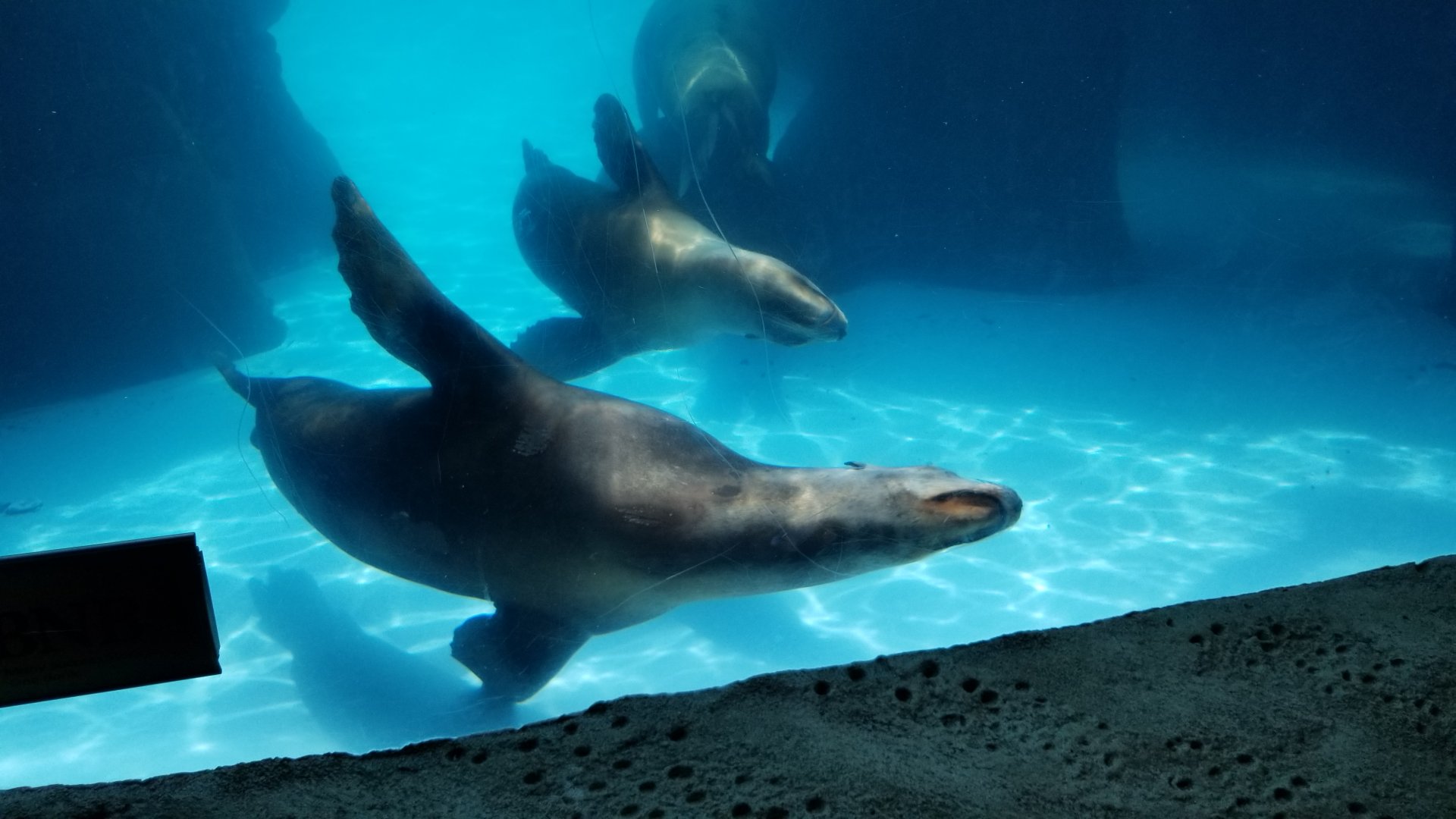 Long Island Aquarium - CA sea lion underwater viewing