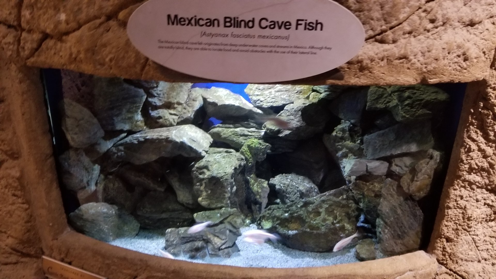 Long Island Aquarium - Cave Fish tank
