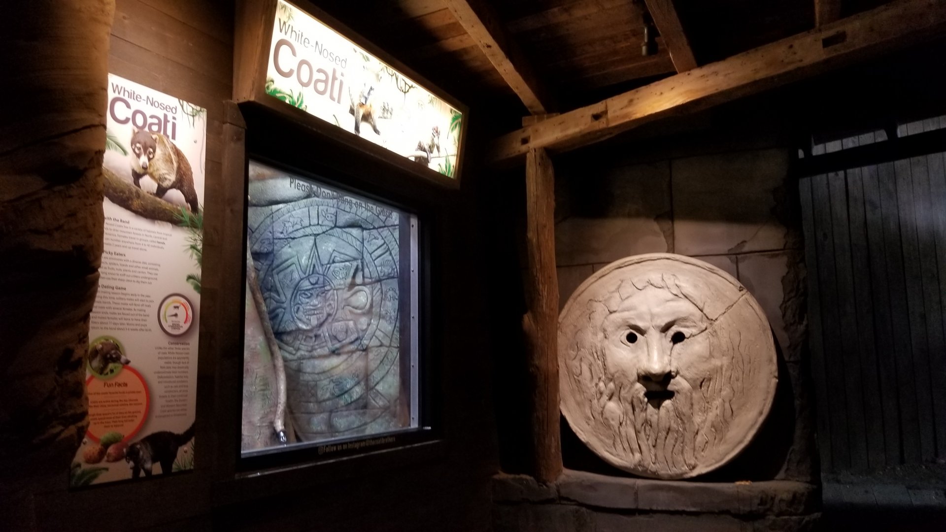 Long Island Aquarium - Coati