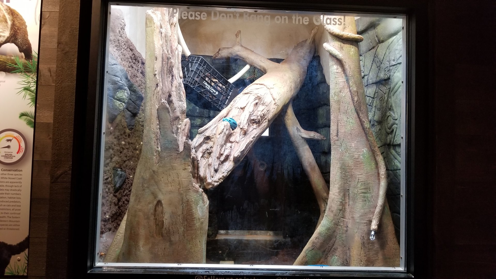 Long Island Aquarium - Coati