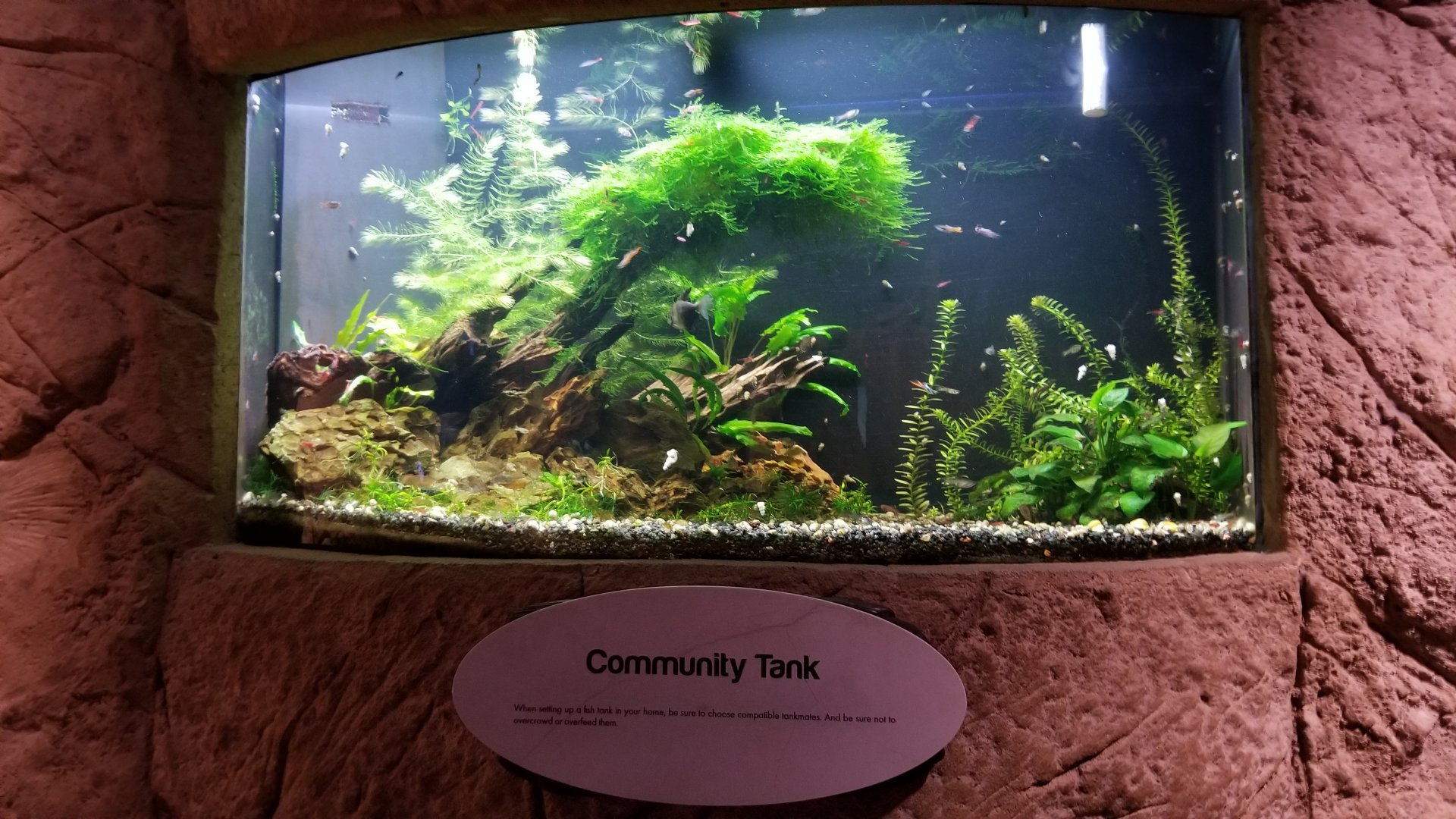 Long Island Aquarium - Community tank