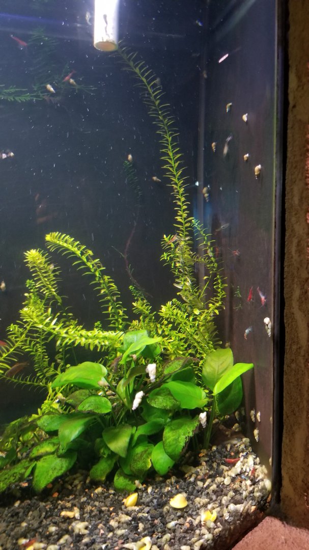 Long Island Aquarium - Community tank