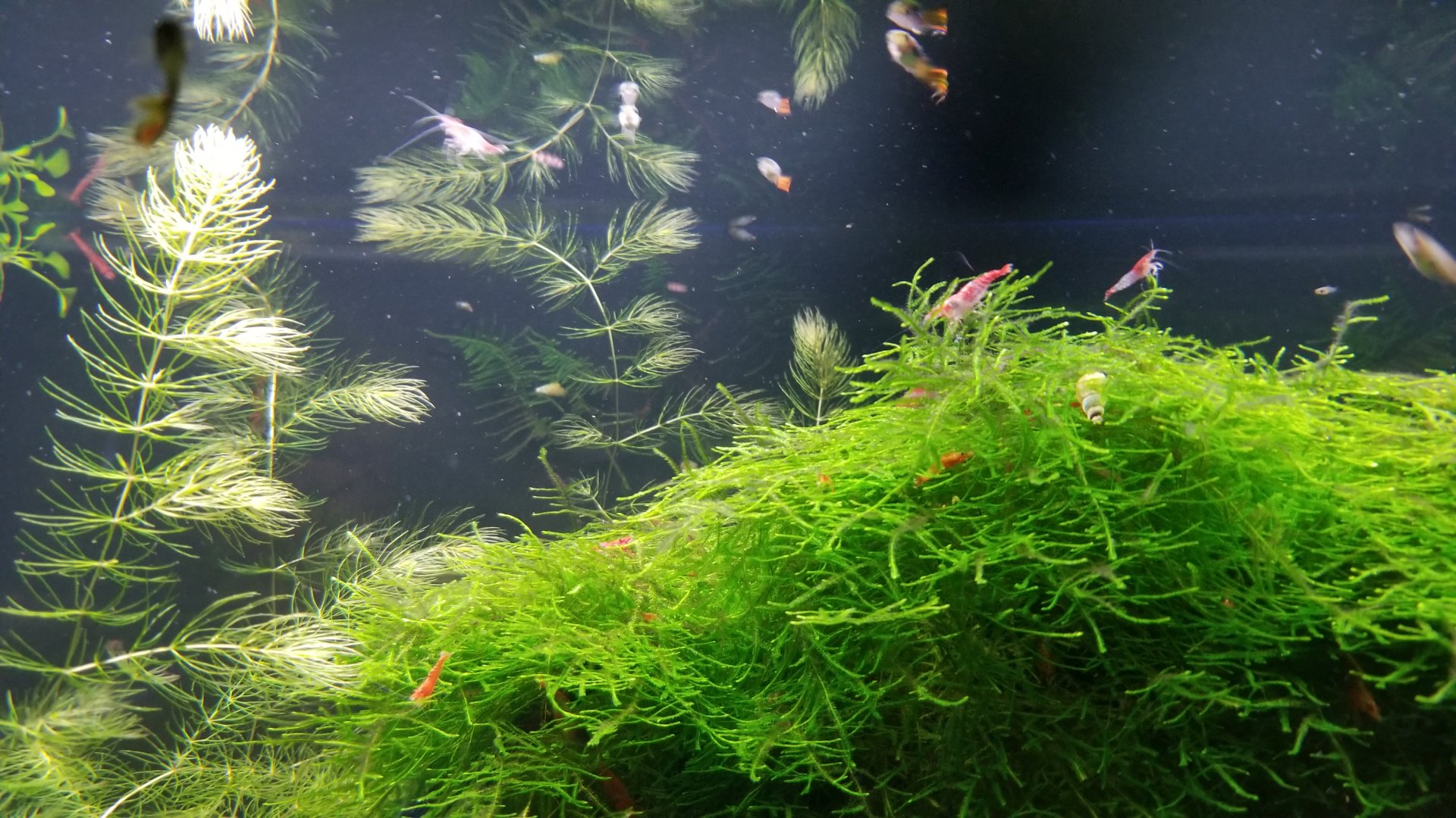 Long Island Aquarium - Community tank