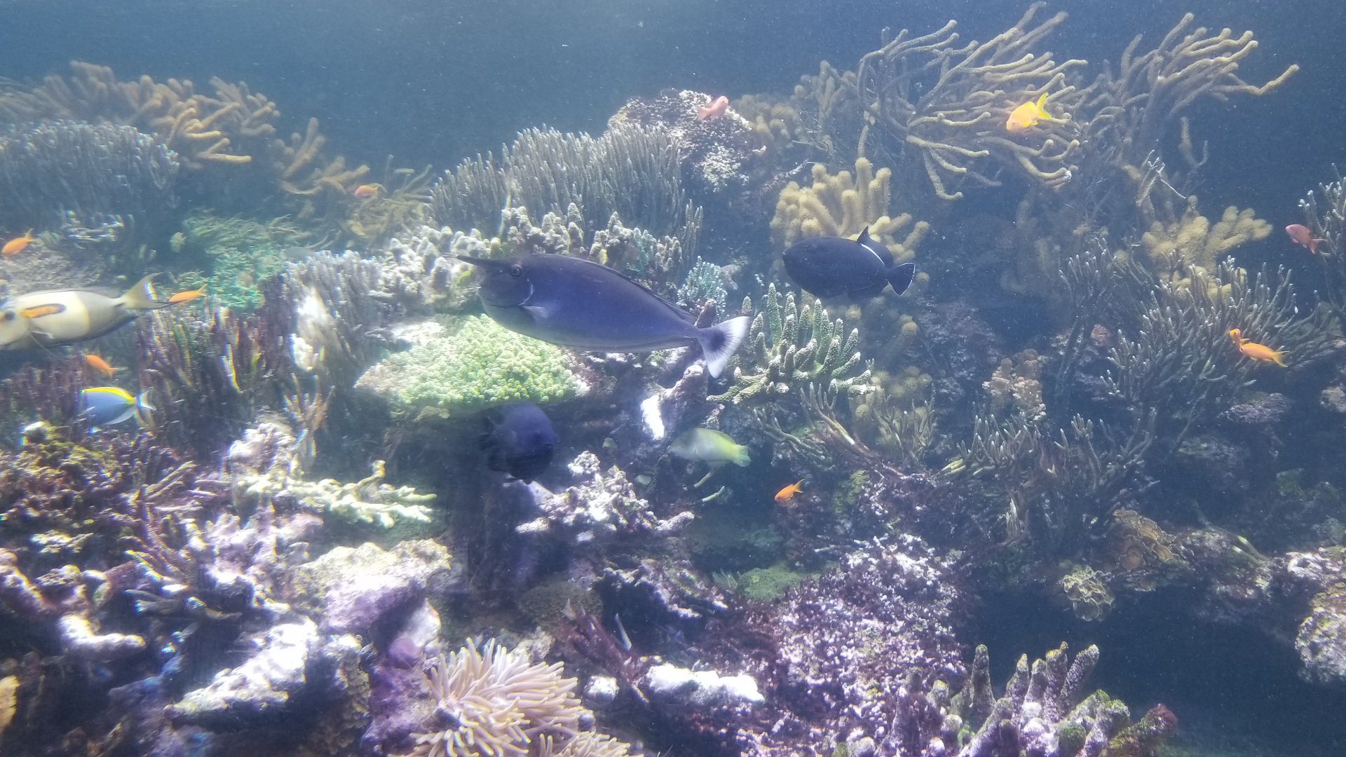 Long Island Aquarium - Coral Reef tank