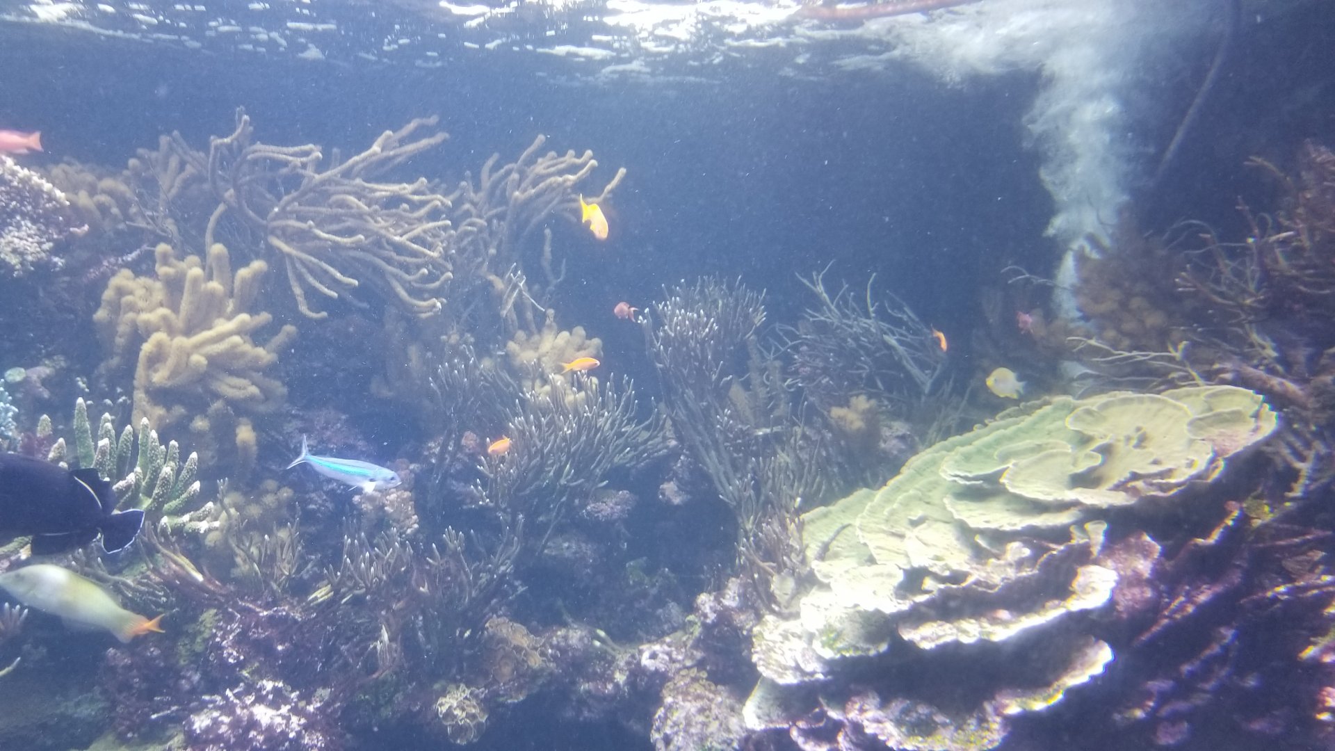 Long Island Aquarium - Coral Reef tank