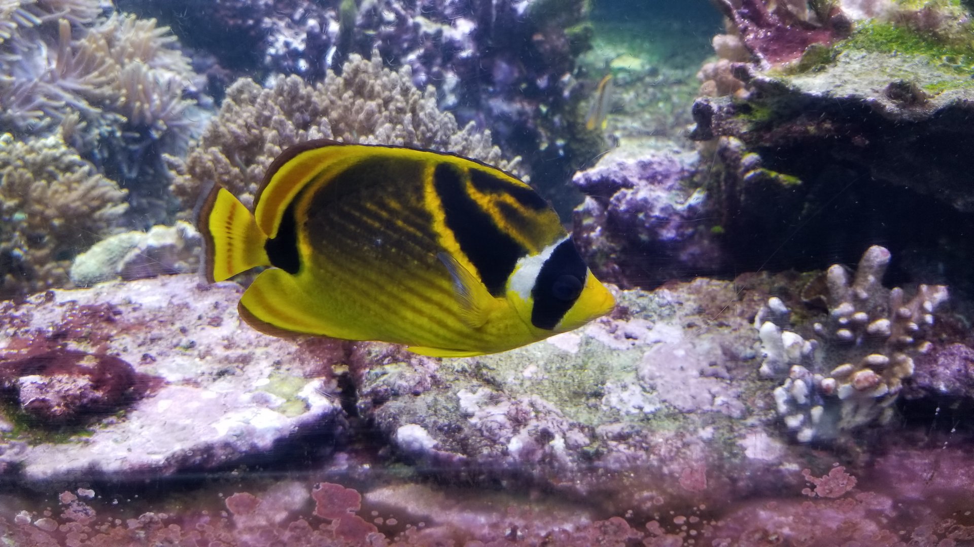 Long Island Aquarium - Coral Reef tank